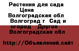 Растения для сада › Цена ­ 50-100 - Волгоградская обл., Волгоград г. Сад и огород » Другое   . Волгоградская обл.